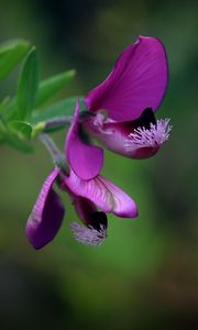 Preview wallpaper polygala, flower, petals, purple, blur