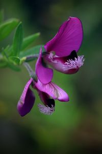 Preview wallpaper polygala, flower, petals, purple, blur