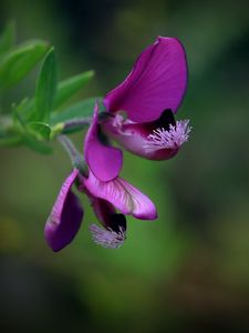 Preview wallpaper polygala, flower, petals, purple, blur