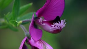 Preview wallpaper polygala, flower, petals, purple, blur