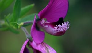 Preview wallpaper polygala, flower, petals, purple, blur