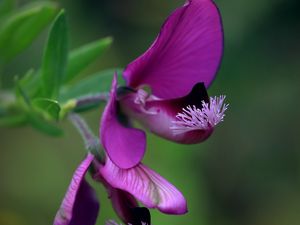 Preview wallpaper polygala, flower, petals, purple, blur