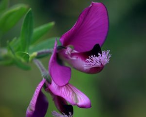 Preview wallpaper polygala, flower, petals, purple, blur