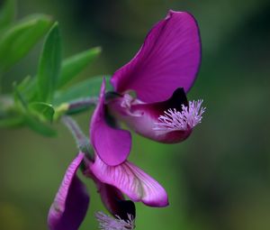 Preview wallpaper polygala, flower, petals, purple, blur