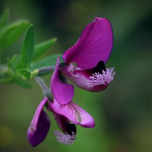 Preview wallpaper polygala, flower, petals, purple, blur