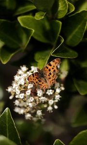 Preview wallpaper polygonia, butterfly, flowers, leaves, macro, blur