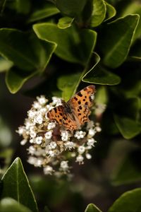 Preview wallpaper polygonia, butterfly, flowers, leaves, macro, blur