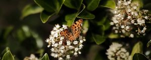 Preview wallpaper polygonia, butterfly, flowers, leaves, macro, blur