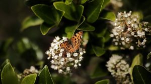 Preview wallpaper polygonia, butterfly, flowers, leaves, macro, blur