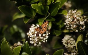 Preview wallpaper polygonia, butterfly, flowers, leaves, macro, blur