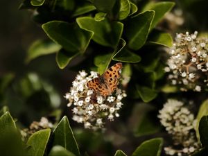 Preview wallpaper polygonia, butterfly, flowers, leaves, macro, blur