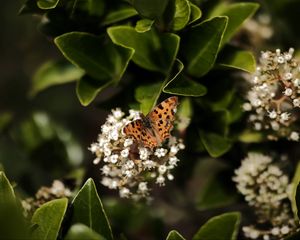 Preview wallpaper polygonia, butterfly, flowers, leaves, macro, blur