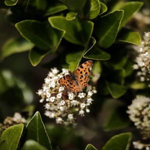 Preview wallpaper polygonia, butterfly, flowers, leaves, macro, blur