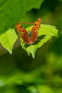 Preview wallpaper polygonia, butterfly, leaves, macro, blur