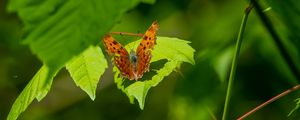 Preview wallpaper polygonia, butterfly, leaves, macro, blur