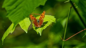 Preview wallpaper polygonia, butterfly, leaves, macro, blur