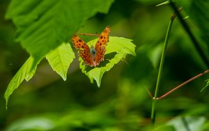 Preview wallpaper polygonia, butterfly, leaves, macro, blur