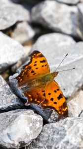 Preview wallpaper polygonia comma, butterfly, macro, stones