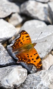 Preview wallpaper polygonia comma, butterfly, macro, stones