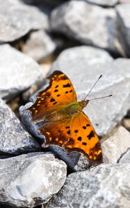 Preview wallpaper polygonia comma, butterfly, macro, stones