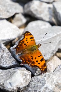 Preview wallpaper polygonia comma, butterfly, macro, stones