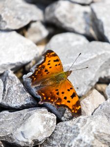 Preview wallpaper polygonia comma, butterfly, macro, stones