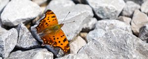 Preview wallpaper polygonia comma, butterfly, macro, stones