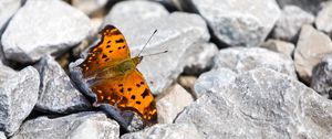 Preview wallpaper polygonia comma, butterfly, macro, stones