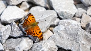 Preview wallpaper polygonia comma, butterfly, macro, stones