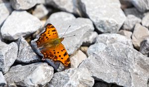 Preview wallpaper polygonia comma, butterfly, macro, stones