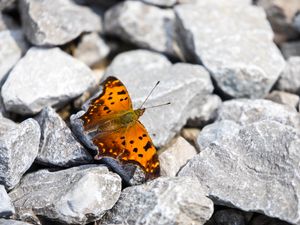 Preview wallpaper polygonia comma, butterfly, macro, stones