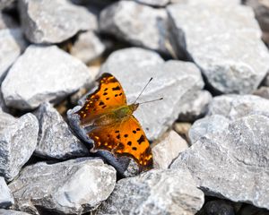 Preview wallpaper polygonia comma, butterfly, macro, stones