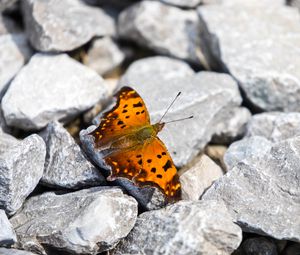 Preview wallpaper polygonia comma, butterfly, macro, stones