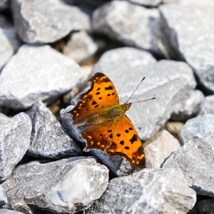 Preview wallpaper polygonia comma, butterfly, macro, stones