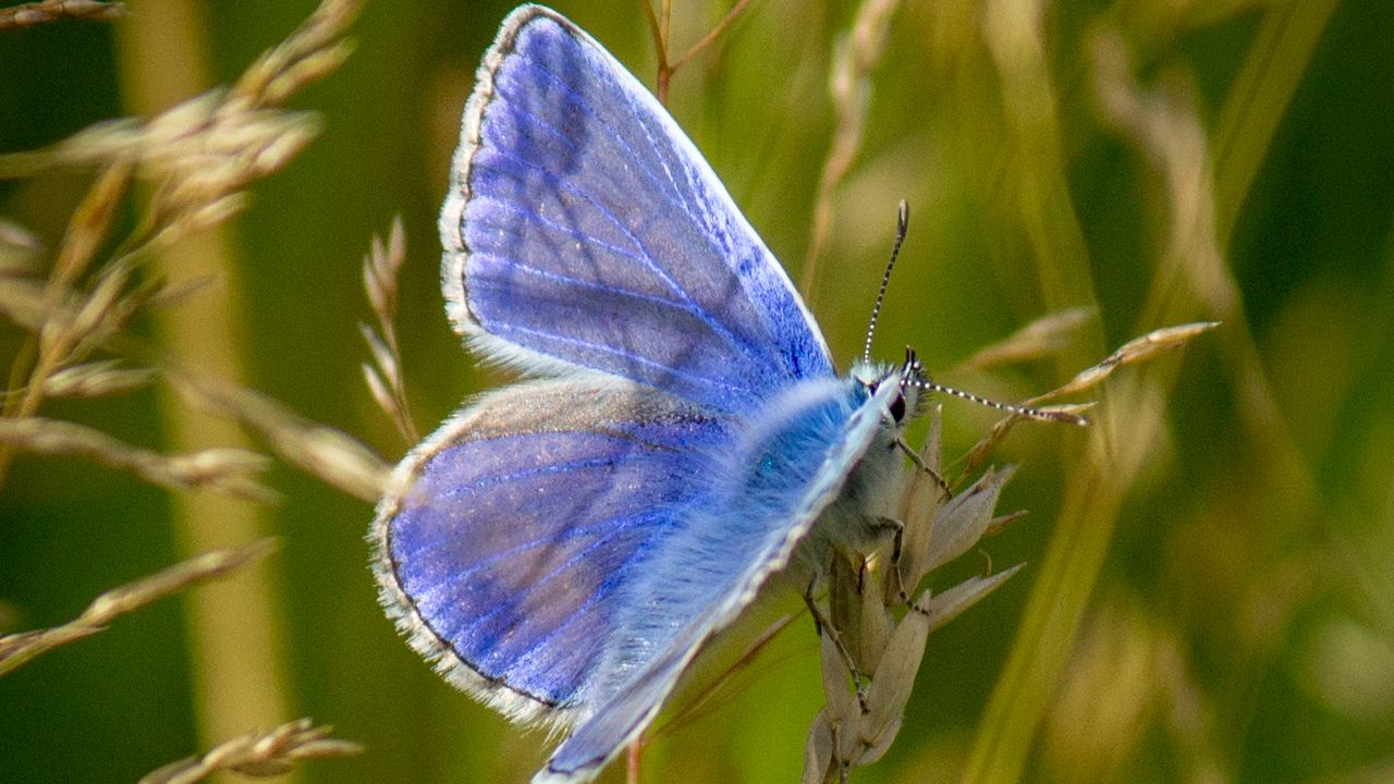 Wallpaper polyommatus, butterfly, grass, macro