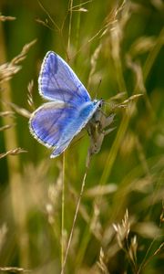 Preview wallpaper polyommatus, butterfly, grass, macro