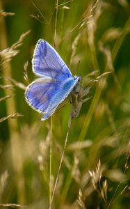 Preview wallpaper polyommatus, butterfly, grass, macro