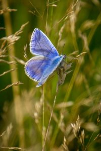 Preview wallpaper polyommatus, butterfly, grass, macro