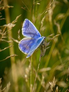 Preview wallpaper polyommatus, butterfly, grass, macro