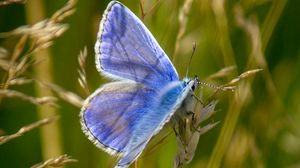 Preview wallpaper polyommatus, butterfly, grass, macro