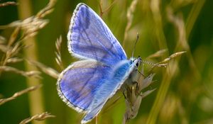 Preview wallpaper polyommatus, butterfly, grass, macro