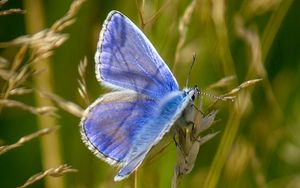 Preview wallpaper polyommatus, butterfly, grass, macro