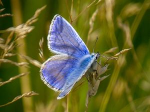 Preview wallpaper polyommatus, butterfly, grass, macro