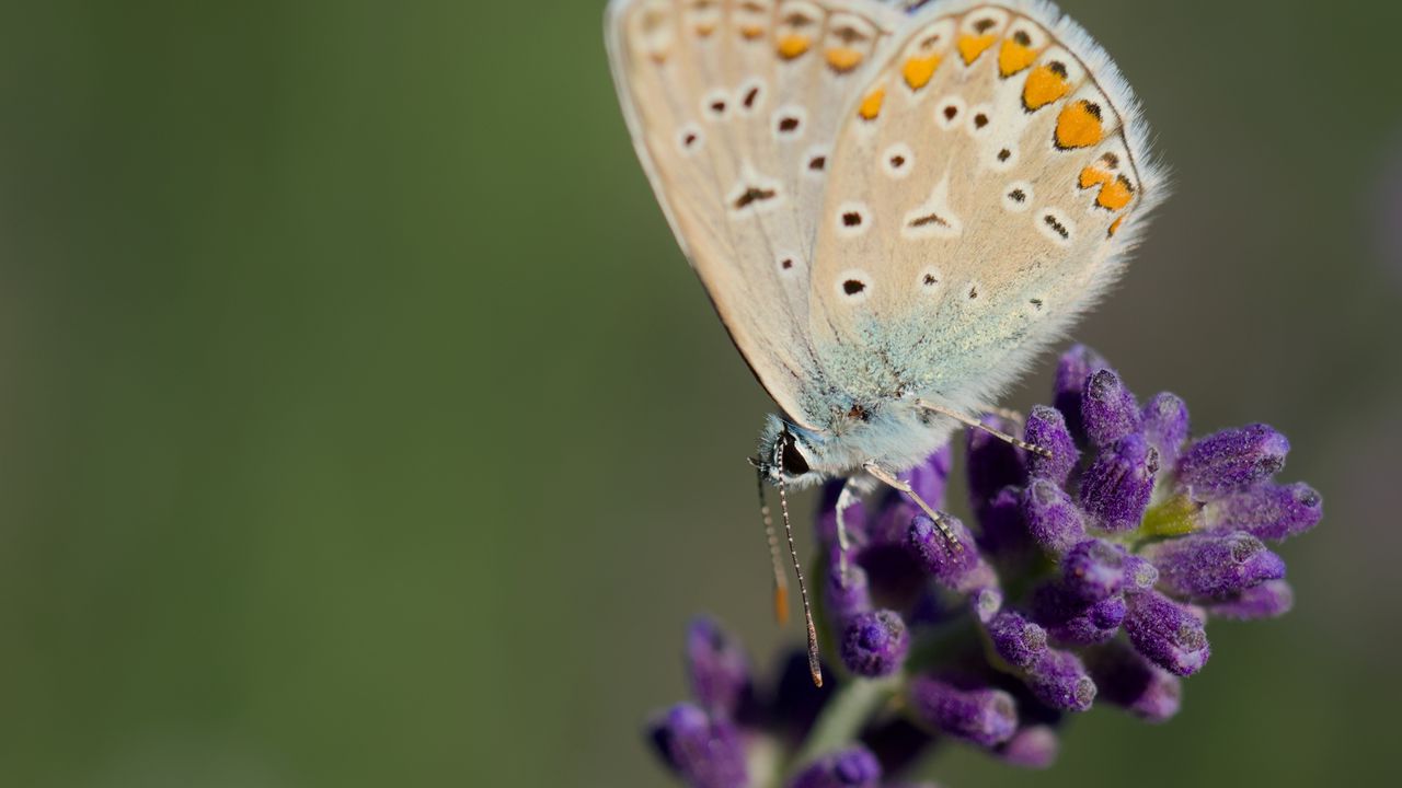 Wallpaper polyommatus, butterfly, lavender, flowers, macro, blur