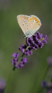 Preview wallpaper polyommatus, butterfly, lavender, flowers, macro, blur