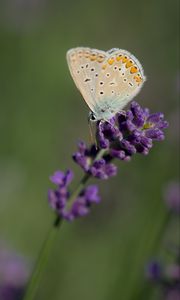 Preview wallpaper polyommatus, butterfly, lavender, flowers, macro, blur