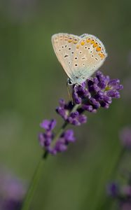 Preview wallpaper polyommatus, butterfly, lavender, flowers, macro, blur