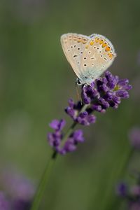 Preview wallpaper polyommatus, butterfly, lavender, flowers, macro, blur