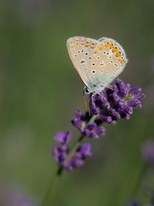 Preview wallpaper polyommatus, butterfly, lavender, flowers, macro, blur