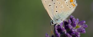 Preview wallpaper polyommatus, butterfly, lavender, flowers, macro, blur